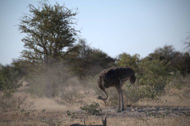 Afrika çalılığı, Kruger Ulusal Parkı, Güney Afrika. Çalı, hyaur familyasından bir yıkım türüdür.