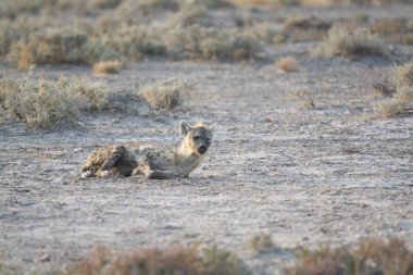 Çölde yaban domuzu