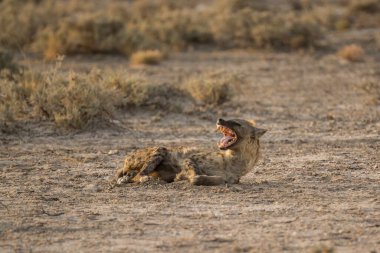 Namibya çölündeki aslan