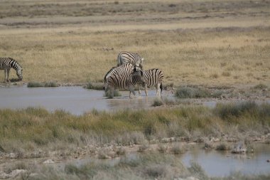 zebra in the etosha national park in namibia