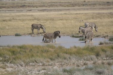 Afrika bozkırında zebra