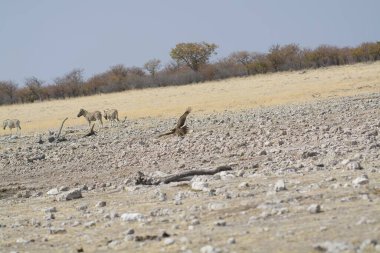 Çölde bir koyun sürüsü