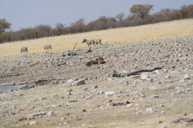 Afrika Vahşi Hayatı, Kruger Ulusal Parkı