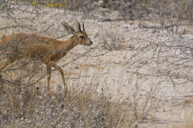 Güneşin altında, arka planda güneş ışığı olan vahşi bir dişi geyiğin yakın çekimi.