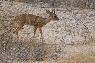 Ceylan (ceylan ceylanı). Geniş bir aile türü- ceylan, en geniş ailelerden biri.