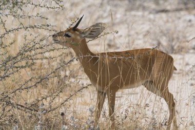Doğal ortamda güzel bir ceylan