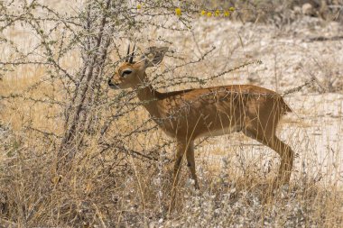 Çimlerde dişi eldu geyiği.