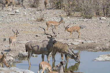 Çölde bir keçi sürüsü