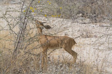 female impala in the wild