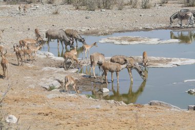 Savannah Afrika fil sürüsü