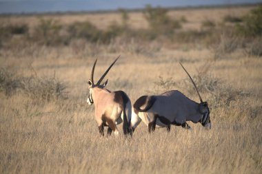 Kenya bozkırında yürüyen bir Afrika antilobu sürüsü..