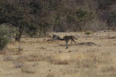 Afrika savanındaki vahşi hayvanlar.