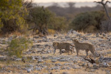 Güney Afrika 'daki Kruger Ulusal Parkı' ndaki çita.