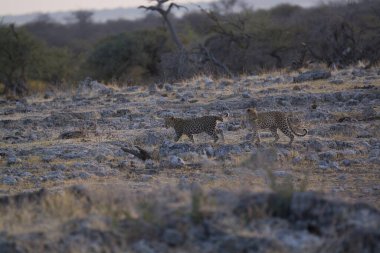 Kenya bozkırında leopar