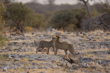 Çita kuru çimenlerde yürüyor.