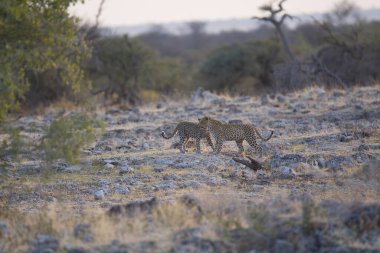 Afrika 'nın vahşi doğasında leopar, Güney Afrika
