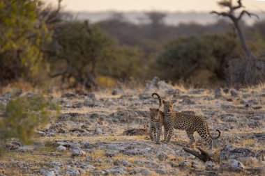 Güney Afrika 'daki Kruger Ulusal Parkı' ndaki leopar.