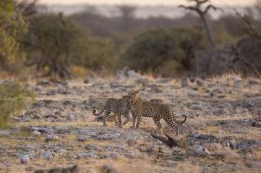 Güney Afrika 'daki Kruger Ulusal Parkı' ndaki leopar.