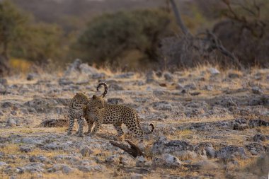 Güney Afrika 'daki Kruger Ulusal Parkı' ndaki leopar.