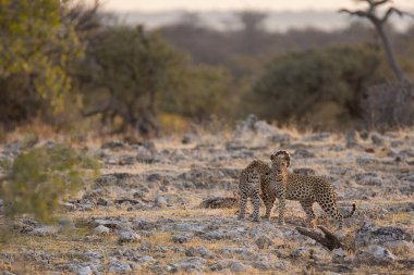 Çita Kruger 'da kuru çimlerin üzerinde duruyor.