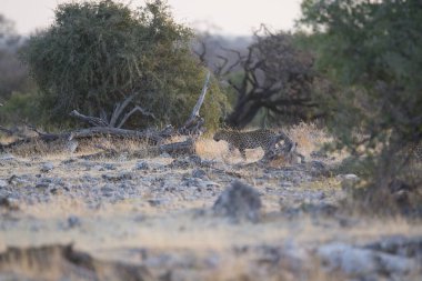 Gündüz vakti ormanda güzel bir geyik görüntüsü.