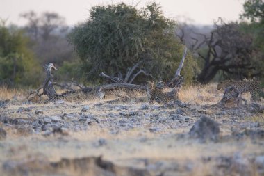 Savanadaki bir grup vahşi hayvan.