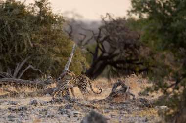 Etoşa 'nın güzel vahşi yaşam sahnesi