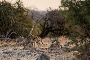 Güzel leopar bozkırda