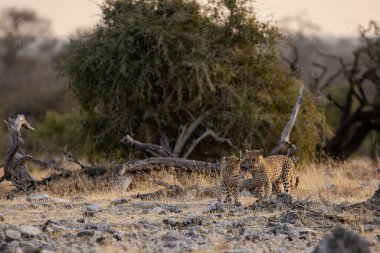 Bir grup çita akşamları kuru çimenlerde yürüyor.