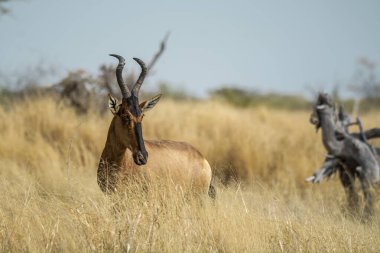 Afrika savanasındaki savanda bir grup vahşi Impala.