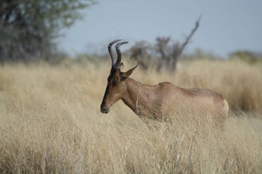 Yetişkin bir beyaz gergedanın, savananın ortasında, kuru çimlerin üzerinde dikey görüntüsü.