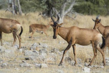 Ormanda bir grup antilop.