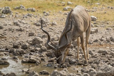Afrika fili Güney Afrika 'daki Kruger Ulusal Parkı' nda su içiyor.