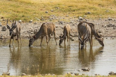 Sudaki geyik sürüsü