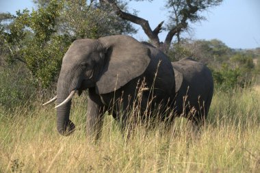 Güney Afrika 'nın çayırlarında yürüyen büyük bir fil.