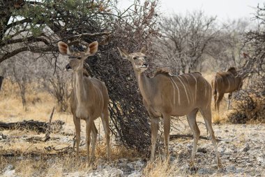 Vahşi Afrika hayvanları