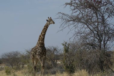 Güney Afrika Kruger Park 'ında zürafa.