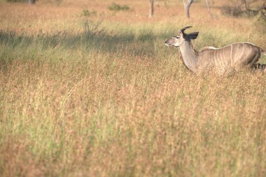 Tarlada güzel bir geyik