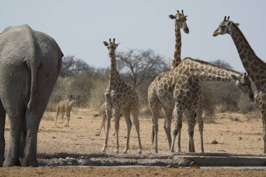 Hayvanat bahçesindeki zürafa