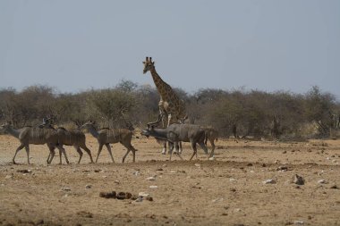 Afrika zürafası (zürafa deve kuşu) )