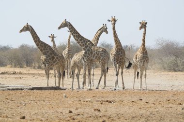 Afrika vahşi hayvanları, doğa hayvanları, vahşi yaşam.