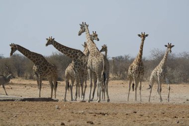 Afrika savanasında zürafa