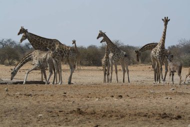 Namibya 'daki Etoşa safari parkında zürafalar.