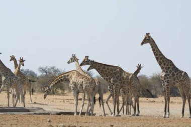 Zürafalar savana içinde