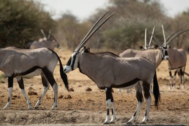 Bir grup zebra çölde yürüyor.