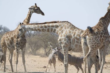 Hayvanat bahçesindeki zürafa