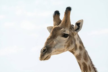 Vahşi doğadaki zürafa