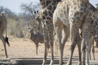 Namibya 'daki Etoşa Ulusal Parkı' ndaki ağaçların su birikintisindeki zürafalar.