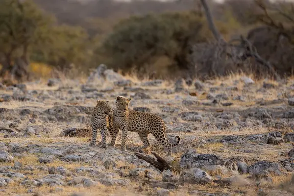 Afrika savanındaki çita, Güney Afrika