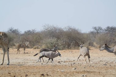 Afrikalı vahşi hayvanlar, doğa...